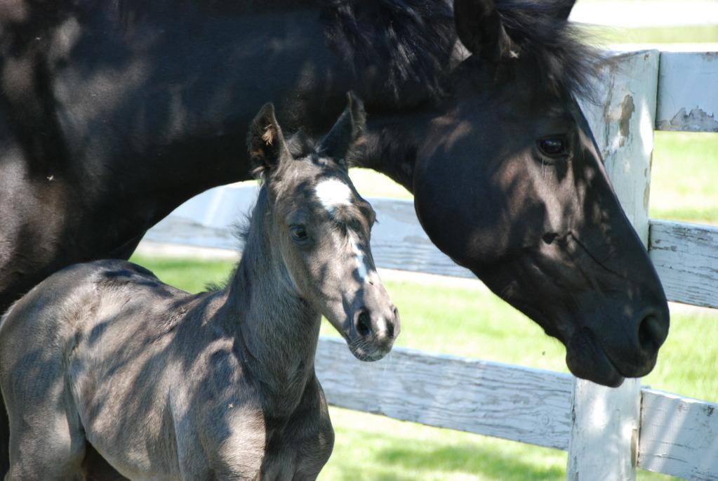 Aspen and baby in shade small.jpg