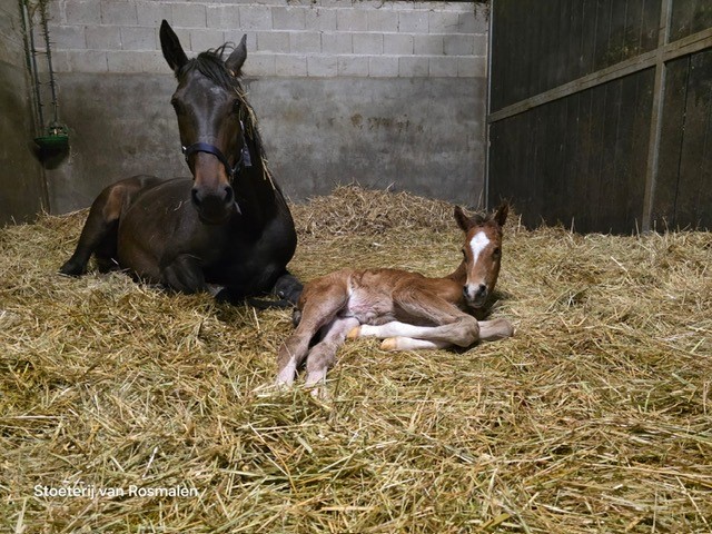 CIF colt 1