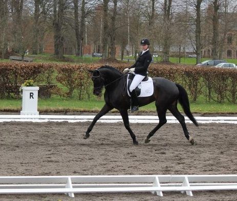 Grevens Sa VA Trot 3.jpg
