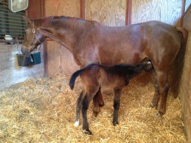 Querida 1 day old sm.jpg