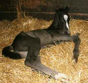 babysleep.jpg