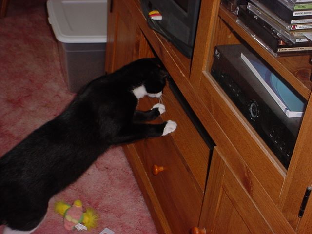 Pilgrim Checks Out the VCR