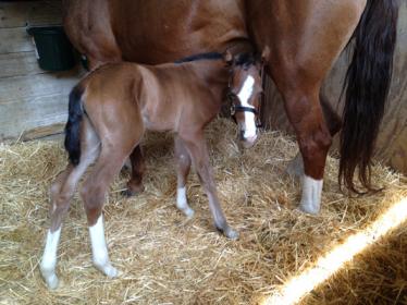 Izarra 1 day old.jpg