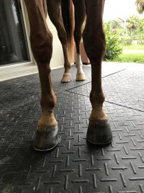 Four Legs.jpg