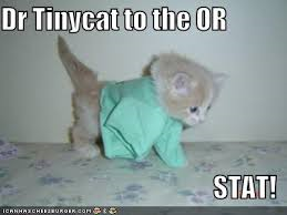 Dr tinycat