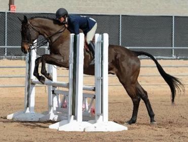 Beythoven GOOD - HA-AA Regular Working Hunter_Images_0741-008-14SA web.jpg