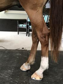 Legs left side.jpg