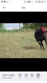 Screenshot_20201101-041941_Photobucket.jpg
