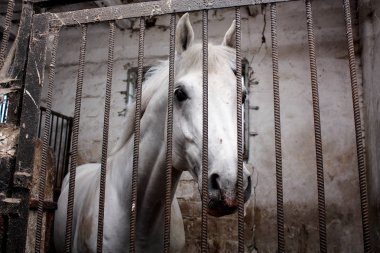 depositphotos_141636156-stock-photo-portrait-of-white-horse-in