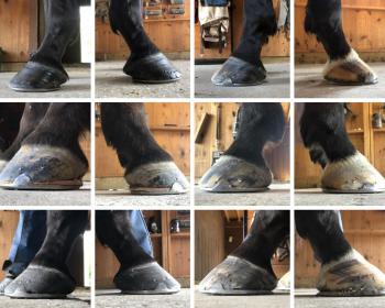 Libby2563 hoof collage.jpg