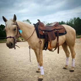 May Saddled.jpg