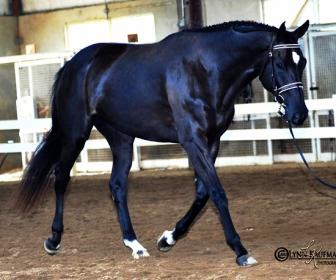 7290 Tiny SHIH dessage WEB.jpg