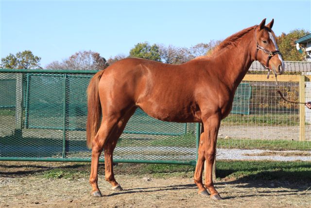 Edana long yearling.jpg