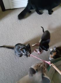 Kittens with Atticus and Mystery 100520.jpg