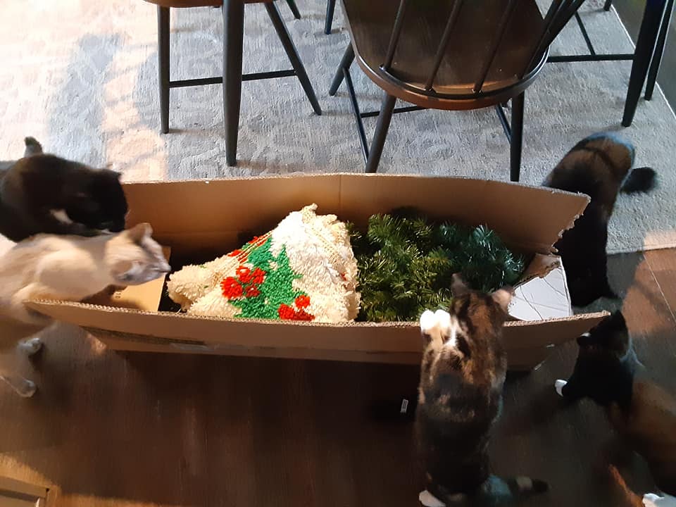 Cats Inspect Tree in Box