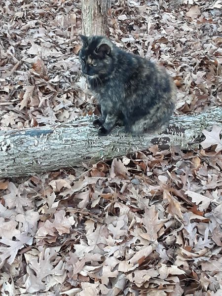 Rascal in the Woods 21323