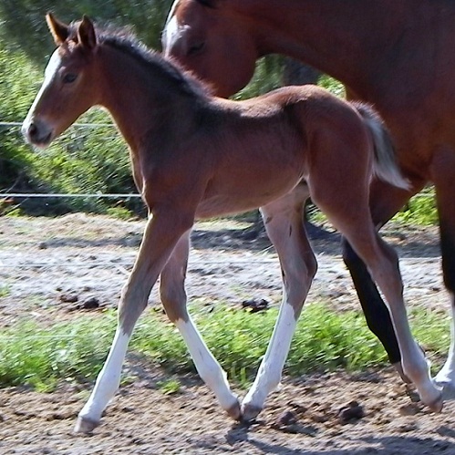 Ed Venture by Escapade for sale2.jpg