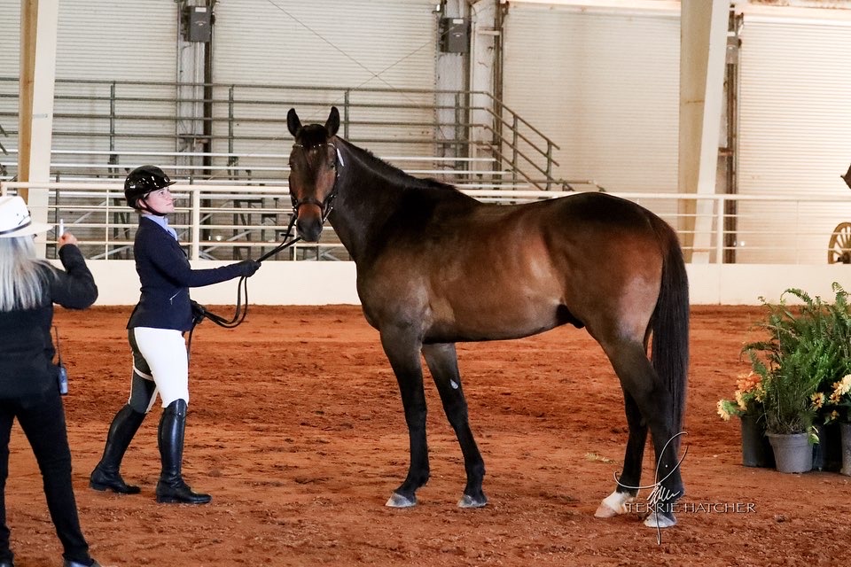 Straight Hocks in Sport Horses - Sport Horse Breeding - Chronicle Forums