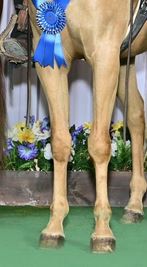 Knees 2