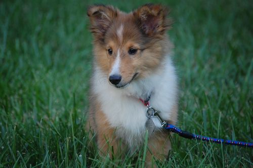 puppy1.jpg