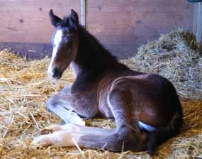 04-lady-rich-2-13small.jpg