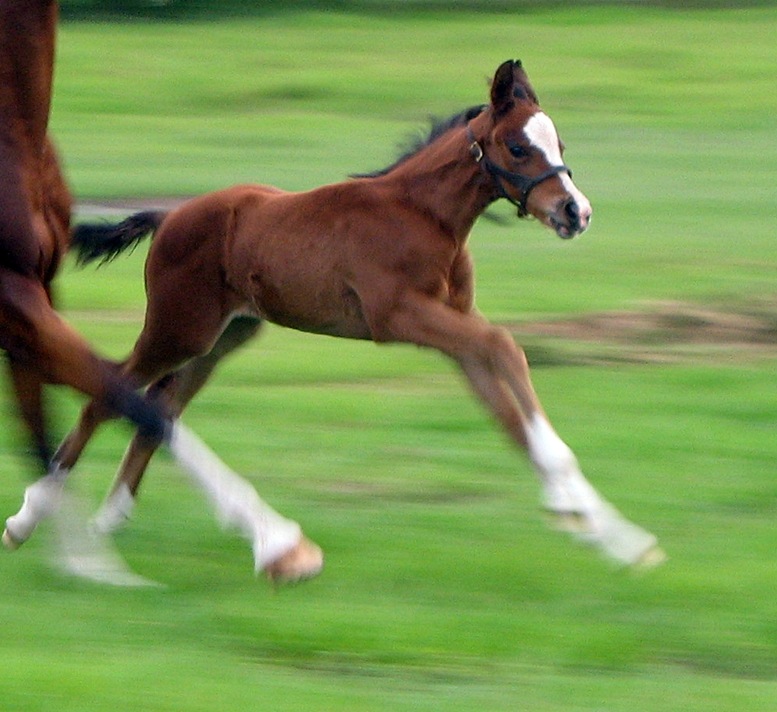 Audey colt Jun IMG_4408 resized.JPG