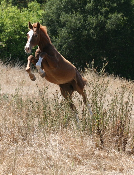 rutherfordjumpingsmall.jpg