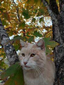 Cotton in Tree Autumn 2020.jpg