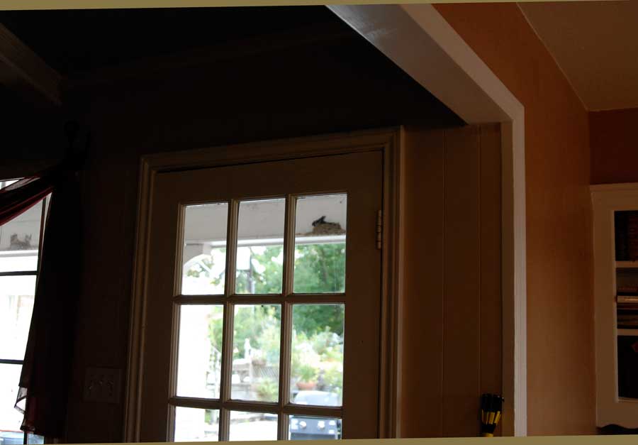birdnest1.jpg