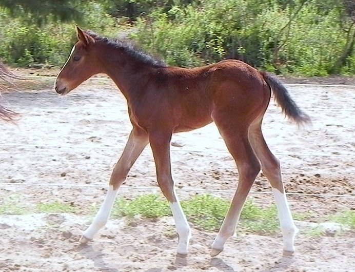 Ed Venture by Escapade.jpg