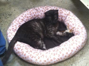 Jackson curled up with toy copy.jpg