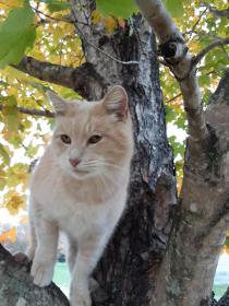 Cotton in Tree 2 Autumn 2020.jpg