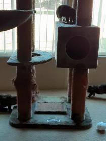 Kittens Discovering Cat Tree.jpg