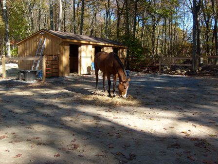 Murphy in front of barn-small.JPG