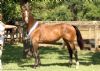 13243-ID_25_small.jpg