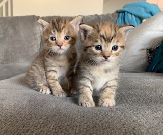 tabby sisters