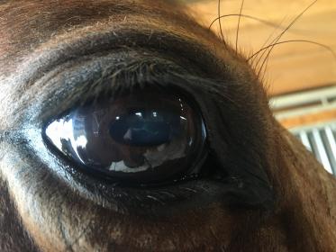 Dea Cataract.jpg