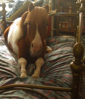 pony bed