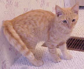 myth_stand_kitten