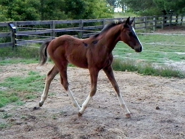 escapade colt.jpg