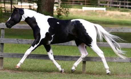 Counterclaim trot.jpg