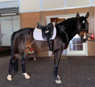 Matcho Dressage.jpg