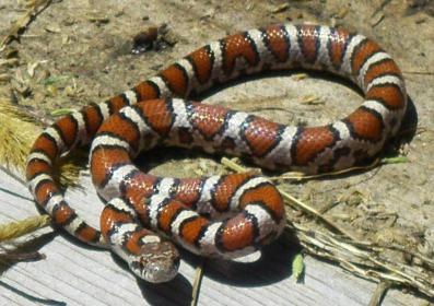 Tennessee_milksnake.jpg