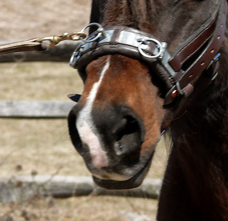 cavesson-noseband