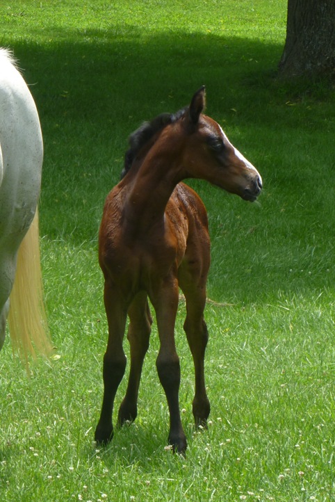 Bellaluna2071411.JPG