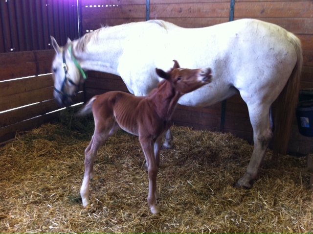 Portia colt 2011 2 - Copy.jpg