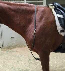 illegal running martingale.jpg