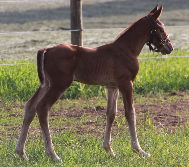 ZiroccoBlue11Colt.jpg