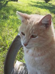 Cotton on Bench of Purring.jpg