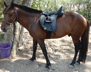 Pepo and saddle 15may2011 60k.jpg